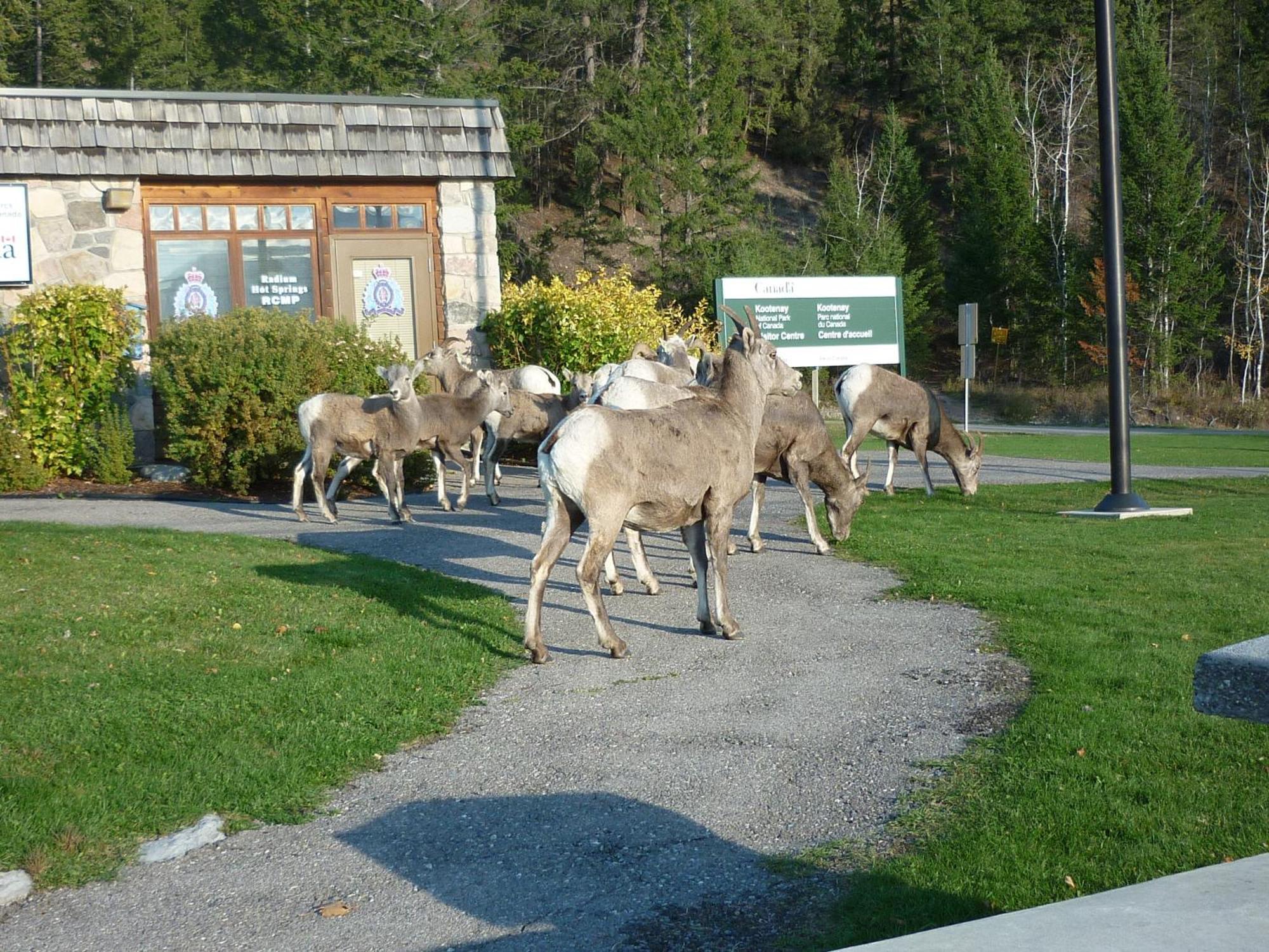 Motel Bavaria Radium Hot Springs Exterior photo